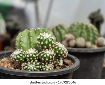 Echinopsis Subdenudata (Easter Lily Cactus), Cactus In Pot,Echinopsis Cactus