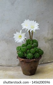 Echinopsis Subdenudata,Easter Lily Cactus With White Blooming Flowers Pot Background