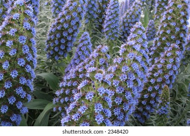 Echium Candicans In Full Bloom