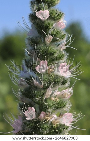 Echium italicum subsp. italicum, Pale Bugloss, Boraginaceae. Wild plant shot in summer.