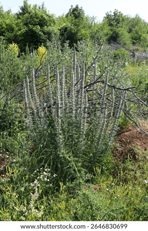 Echium italicum subsp. italicum, Pale Bugloss, Boraginaceae. Wild plant shot in summer.