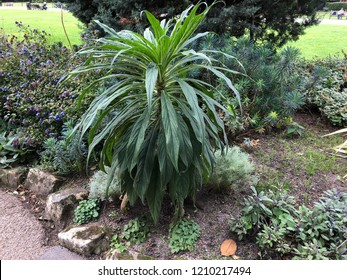 Echium Pininana Plant