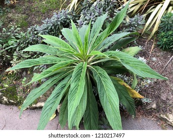 Echium Pininana Plant