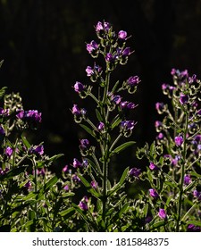 purple flower weed australia