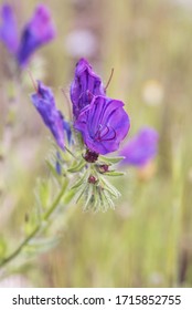 Echium Plantagineum Purple Vipers Bugloss Or Patersons Curse Hairy Plant With Beautiful Purple Blue Flowers Flash Lighting