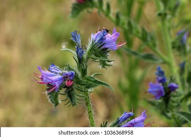 Echium, Echium Vulgare