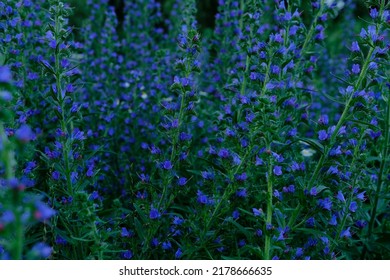 Echium Vulgare Flowers With Bumble Bee, Beautiful Blue Flowers In Dark Background