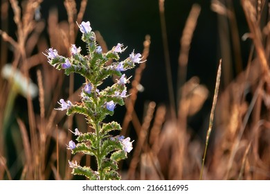 Echium vulgare — known as viper's bugloss and blueweed — is species of flowering plant in borage family Boraginaceae. Plant root was used in ancient times as treatment for snake or viper bites.