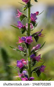 Echium Vulgare Vipers Bugloss In Bloom, Blueweed Unusual Coloring Pink Purple Flowering Plant On Tall Stem In Sunlight