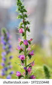 Echium Vulgare Vipers Bugloss In Bloom, Blueweed Unusual Coloring Pink Purple Flowering Plant On Tall Stem In Sunlight