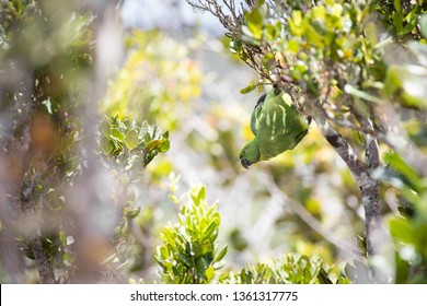 Echo Parakeet At Black River Gorges National Park