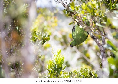 Echo Parakeet At Black River Gorges National Park