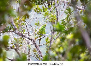 Echo Parakeet At Black River Gorges National Park