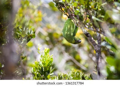 Echo Parakeet At Black River Gorges National Park