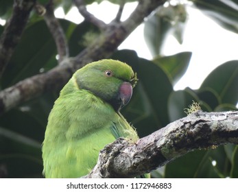 Echo Parakeet Endemic To Mauritius