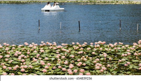 Echo Park Lake