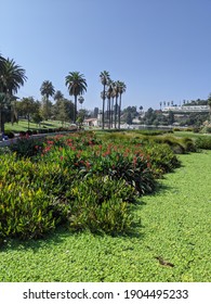 Echo Park Lake With Green Plants