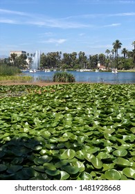 Echo Park In Los Angeles, Water Lilies, Palm Trees, Weekend Near Downtown LA