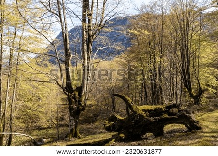Echoes of Time: Remnants of a Fallen Beech Tree in a Serene Forest