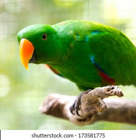 Pappagallo Di Eclectus Images Stock Photos Vectors Shutterstock