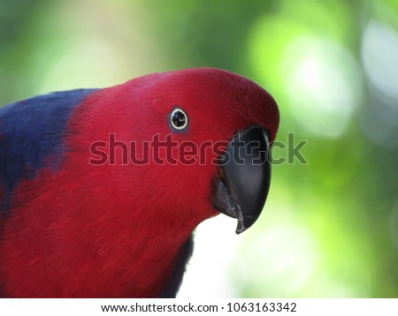 The eclectus parrot 