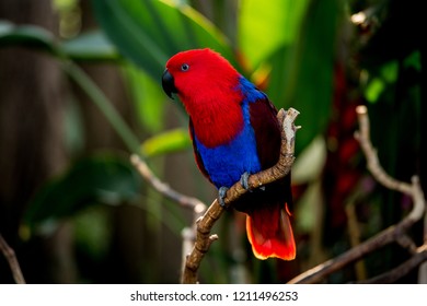 Eclectus Parrot At Bloedel Conservatory