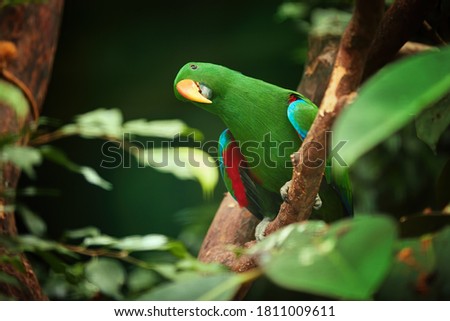 Eclectus parrot, Eclectus roratus, green, colorful parrot native to Solomon Islands, Sumba, New Guinea. Male. Bird in captivity.
