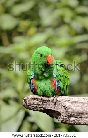 Eclectus roratus perched in dead tree branch 