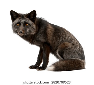 Eclipse Fox Eclipse Fox Alert Posture Dark Isolated On White Background