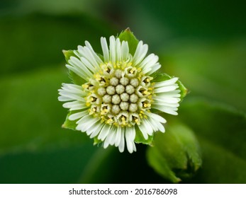 Eclipta Alba flower, Eclipta Prostrata or Bhringraj, also known as False Daisy is an effective herbal medicinal plant in Ayurvedic medicine. - Shutterstock ID 2016786098