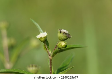 Eclipta alba (Urang-aring, false daisy, false daisy, yerba de tago, Karisalankanni, bhringraj) with natural background. this plant is a species of plant in the sunflower family.