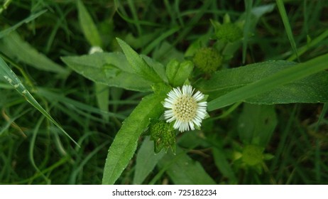 Eclipta Prostrata Or False Daisy,