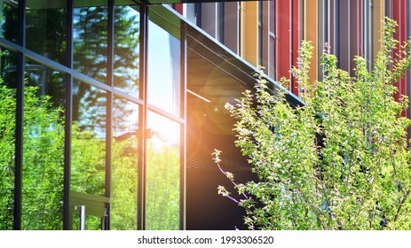 Eco Architecture. Green Tree And Glass Office Building. The Harmony Of Nature And Modernity.