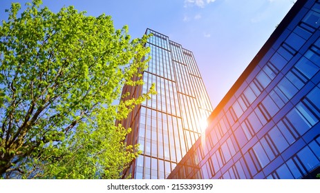 Eco Architecture. Green Tree And Glass Office Building. The Harmony Of Nature And Modernity. Reflection Of Modern Commercial Building On Glass With Sunlight. 