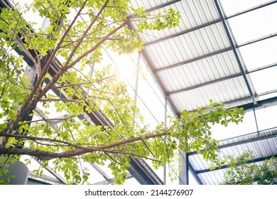 Eco Building Or Green Office Plant, Indoor Tree And Garden For Air Cleaning Ozone Refreshing.