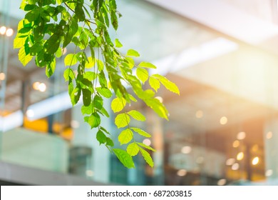 Eco Building Or Green Office Plant Tree And Garden In City Concept.