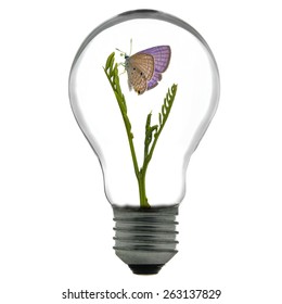 Eco concept, tree growing inside the light bulb and butterfly