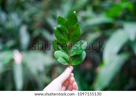 Eco conscious concept with person holding leaf in hands, Enviromental friendly background