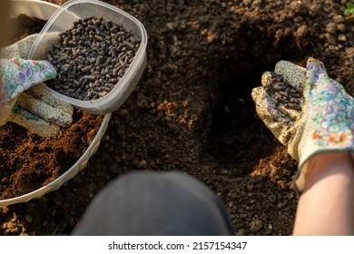 Eco friendly gardening. Woman preparing soil for planting, fertilizing with compressed chicken manure pellets. Organic soil fertiliser. Over the shoulder view.