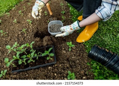 Eco friendly gardening. Woman preparing soil for planting, fertilizing with compressed chicken manure pellets. Organic soil fertiliser. - Powered by Shutterstock