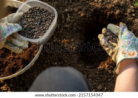 Eco friendly gardening. Woman preparing soil for planting, fertilizing with compressed chicken manure pellets. Organic soil fertiliser. Over the shoulder view. 商業照片 © 