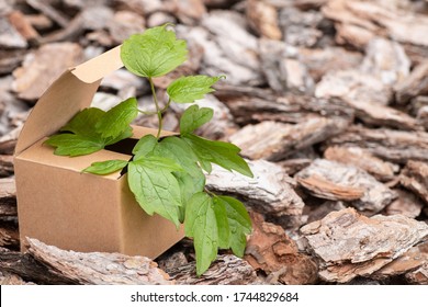 Eco Friendly Packaging, Paper Recycling Concept. A Young Twig With Green Leaves In A Craft Box On Nature On A Background Of Brown Small Pieces Of Bark. Copy Space.