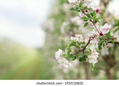 Eco garden, business and industry growing organic fruits, small business and bloom orchard at spring. White flowers on branches of apple trees on plantation at smart farm, empty space, blurred