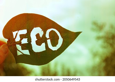 Eco Label Carved On A Green Leaf. Hand Holding Leaf With ECO Word Against The Sky. Labeling Systems For Food And Eco-friendly Consumer Products.