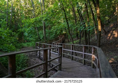 Eco path wooden walkway among trees in a forest in summerday
