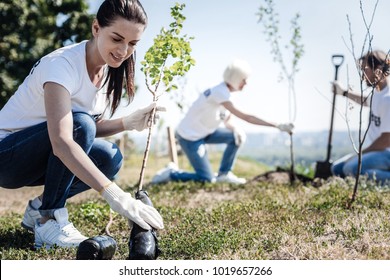 Eco protection. Nice young attractive woman wearing gloves and holing a tree while intending to plant it