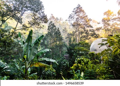 Eco Rainforest Camping In A Dome Tent At Sunrise