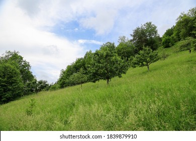 Eco-farming: Hillside plot with fruit trees in a meadow at the edge of a forest called Steigerwald in Bavaria, Germany