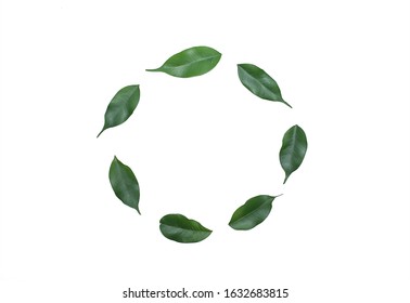 eco-friendly leaves, in a circle, on a white background, for design, for icons and records - Shutterstock ID 1632683815