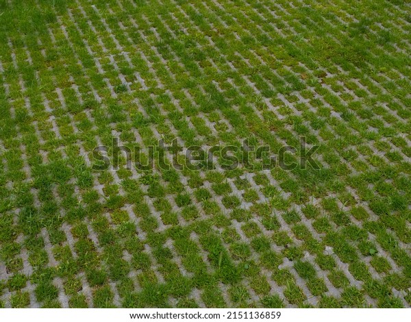 Eco-friendly parking of concrete cells and turf\
grass in summer. Modern innovative solution for environmental\
problems. Greenery growing through concrete blocks. Floor stone\
tile with holes for\
grass.